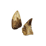 Expeditie Natuur - Uithakset Klein | Fantastic Gifts Shop